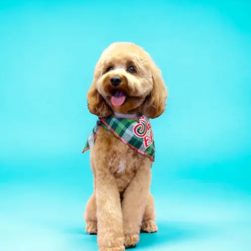 Groomed golden doodle smiling and wearing a plaid bandana